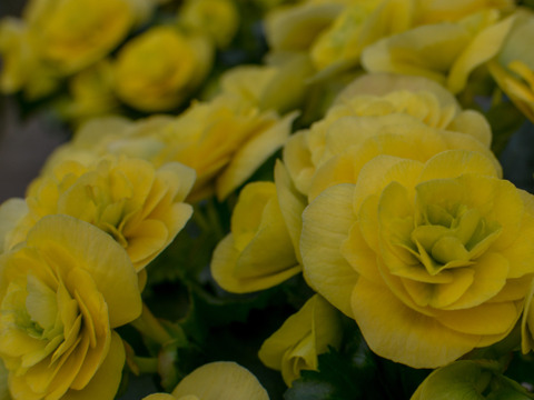 【農林水産大臣賞】鮮やかな黄色、抜群の花持ち、一押し品種です。エラチオールベゴニア【コスモノア】５寸