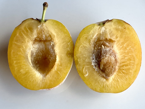 みどりの西洋プラム グリーンゲージ (1kg)