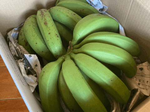 世界自然遺産の奄美大島から！ねっとり濃厚！奄美産バナナ（約2kg）