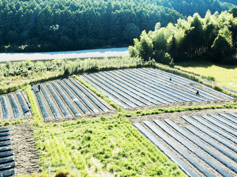 農薬不使用・化学肥料不使用のにんにく500g！熊野の山々に囲まれ、清流古座川に育まれた土地で作る野菜