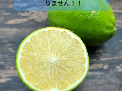 種がないジューシーレモン箱込約1㌔