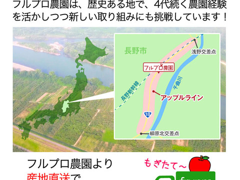 【家庭用】シナノホッペ 約1.8kg(4-12玉) 長野生まれの希少なりんご 11月上旬頃発送開始予定 #NAH0B018