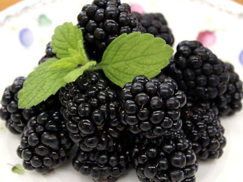 生ブラックベリー500g➕早期予約10%増量❣️ ご予約承りページ ブラックベリー冷凍真空パック500g：大阪府産の加工品｜食べ