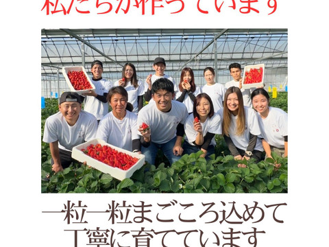 【食べ比べ】大満足の2000g食べ比べセット！人気品種「紅ほっぺ」1000g+静岡限定品種「きらぴ香」1000g or 希少品種「おいCベリー」1000gのどちらかのランダムパック!