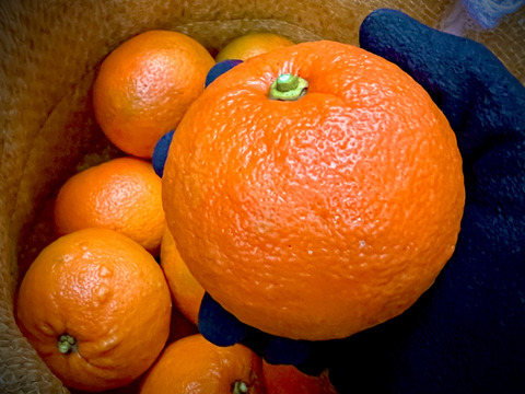 【BITTER ORANGE】ビターオレンジ 約4kg