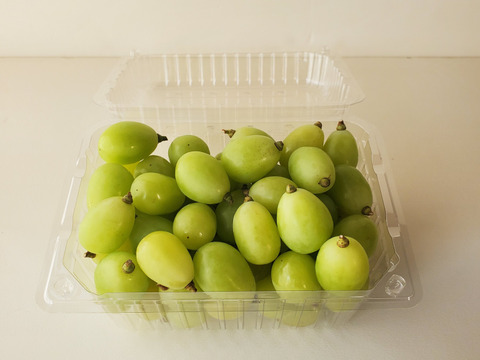 岩手県産【訳あり】シャインマスカット 2パック(1.4kg)