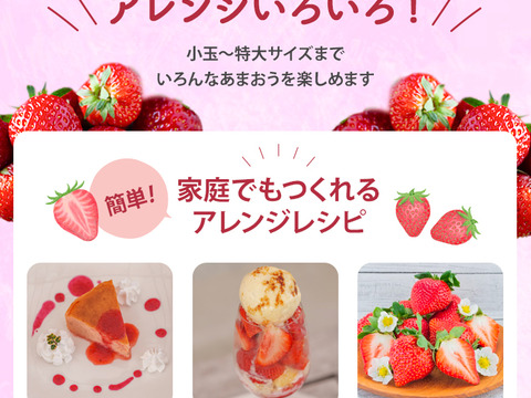【期間限定!!お得品】あまおうたっぷり4パック　～福岡ストロベリーパーク～