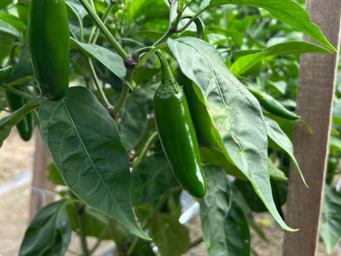 ヤミツキ確定！ハラペーニョにんにく80g