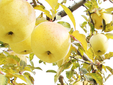 【訳あり/小玉】金星 甘み濃厚トロピカルな味わい 4.5kg (12〜28個)