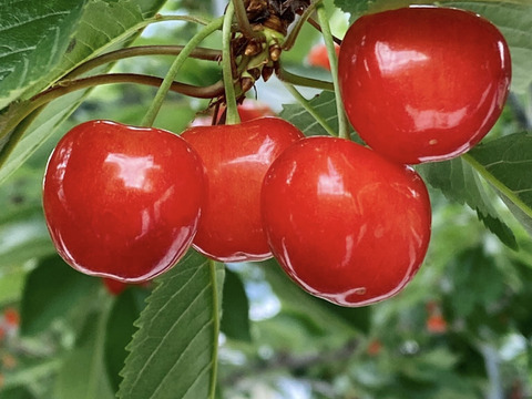 【訳あり】【即日発送】採れたて 甘い さくらんぼ 訳あり 800g 佐藤錦  紅秀峰 秋田県産 サクランボ   家庭用  三関 パック お得 4パック入 さくらんぼ 家庭用
