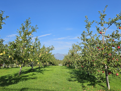 食べ比べ！！青森県産3品種詰合せりんご約3㎏（キャップ8～10個）