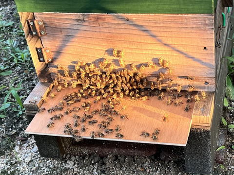 貴重なニホンミツバチの巣蜜 190g：山口県産のはちみつ｜食べ
