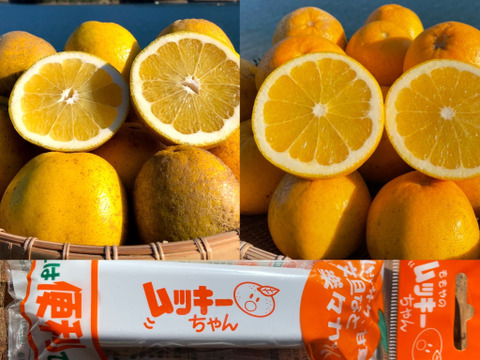 MOTTAINAIみかん!【 食べ比べ 箱込み4kg】和製グレープフルーツ(河内晩柑&紅河内晩柑)