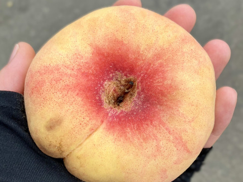 今年の桃はよくできました！おまかせ桃セット 約1㎏