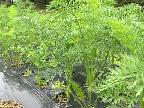 【自然栽培】カラフルにんじん 葉なし２色★農薬・肥料不使用｜ニンジン｜人参