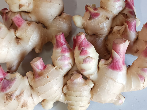 農家直送　高知県産新生姜　1kg