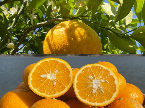 木なり完熟 酸っぱいだけじゃない 箱込み8kg 熊本天草のみずみずしい甘夏みかん 熊本県産 食べチョク 農家 漁師の産直ネット通販 旬の食材を生産者直送