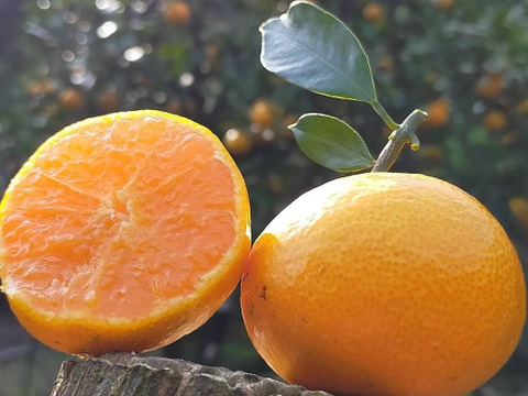 有田みかん 2kg ご家庭用🍊サイズ混合