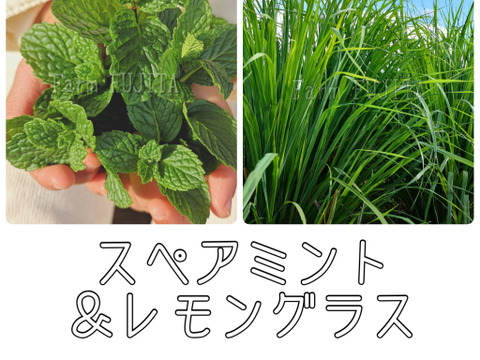【摘みたてお届け】レモングラス＆スペアミント☆フレッシュハーブ☆300g