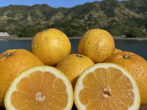 【冬ギフト】【日本の柑橘飲み比べ】生搾り果汁100%ストレートジュース（河内晩柑・甘夏）無添加 栽培期間中農薬、化学肥料不使用　  2本（1本720ml）