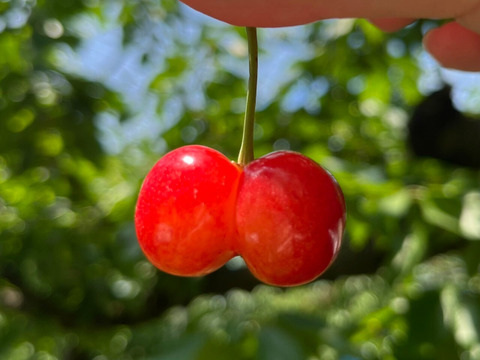 【畑から直送】もぎっぱなし「農家の先生が育てた山形県産佐藤錦」500g（おすすめ！）【予約受付開始】