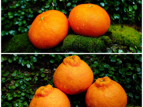 【柑橘食べ比べ】甘平1kg＋デコ(不知火)1kg　旬の柑橘食べ比べセット！