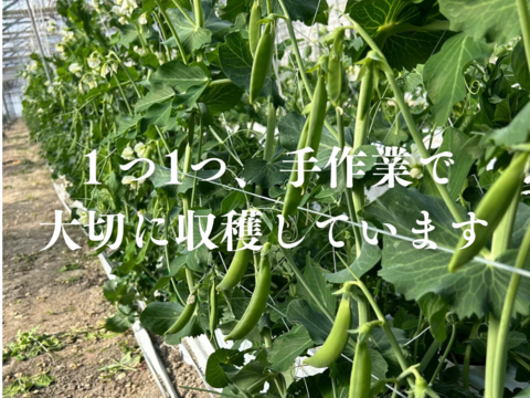 朝採り新鮮❗️甘くてシャキシャキッ❗️『おのんすなっぷえんどう』2kg
