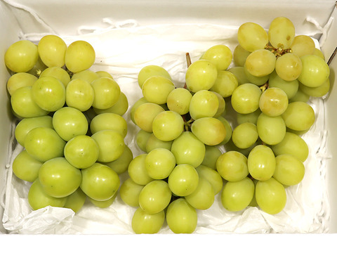 訳あり　完熟シャインマスカット　2Kｇ以上