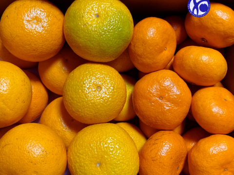 ファミぽん｜ふぁおの柑橘３種セット（八朔・スイートスプリング・金峰：ご家庭用5kg）【柑橘食べ比べ】