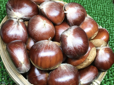 利平栗[栗の王様]や「丹波」「丹沢」等1,000g入り「横浜市内産」ほっくり甘いです！