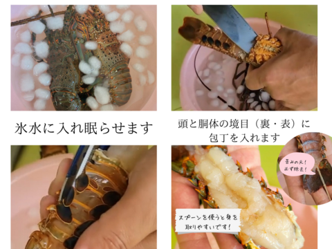 液体冷凍伊勢海老　訳あり品　650-700ｇ×2匹