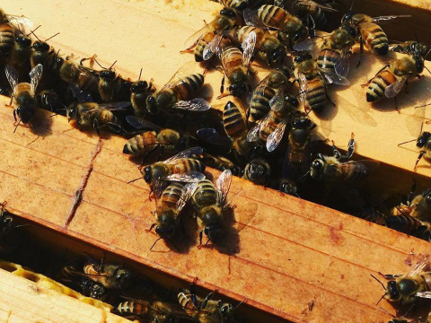 【300g３本】自家ミツバチが集めるアカシアはちみつで免疫力アップ！南アルプス上宮地の里山で採蜜、非加熱瓶詰め