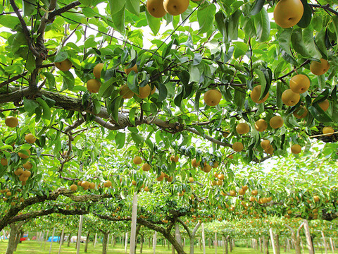 西洋梨ル レクチエ収穫します　最北の梨　秋泉　ありがとうございました。５ｋｇ　１０玉 　写真は、イメージです