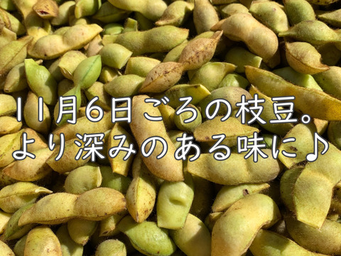 【自然栽培】丹波黒枝豆 サヤのみ1kg A品★農薬・肥料不使用｜旬の兵庫県産えだまめ