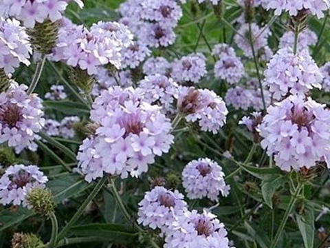 2個セット バーベナ リギダ ポラリス  宿根草 多年草 花壇苗 イングリッシュガーデン