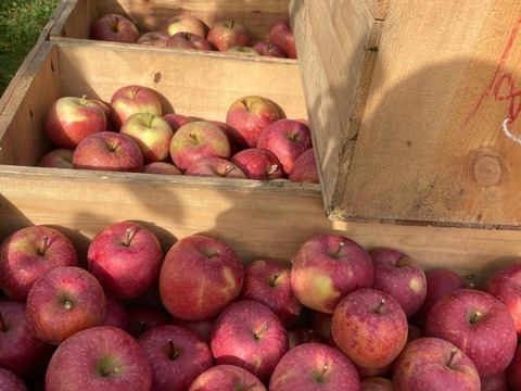 【青森県弘前市産葉とらずふじ】果汁100％ストレートりんごジュース3本入