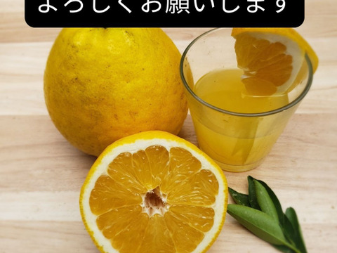 箱込約2㌔　きれいな河内晩柑　おくりものに
