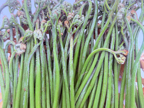 岩手県産 わらび 500g 天然 山菜 春の味覚 おひたし 煮物 味噌和えに