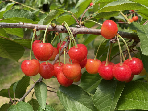 【佐藤錦】🍒1キロ🍒【お中元にも】【Ｌサイズ以上】【さくらんぼ】