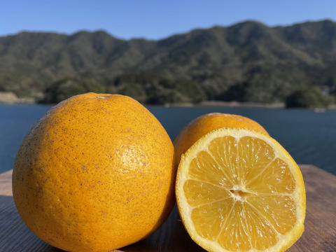 朝市限定 箱込み1 5kg 自然栽培の和製グレープフルーツ 紅河内晩柑 栽培期間中農薬不使用 天草特産の和製グレープフルーツ 熊本県産のみかん 柑橘類 食べチョク 産地直送 産直 お取り寄せ通販 農家 漁師から旬の食材を直送