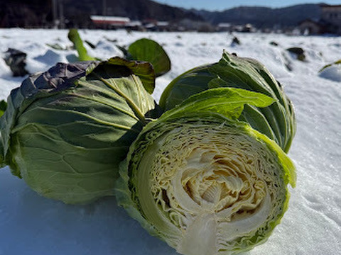 【期間限定】【旬】甘さが凝縮！巻きがしっかり！寒締めキャベツ4玉（１玉約1500ｇ）　※段ボール発送 ✨信州の環境にやさしい農産物認証