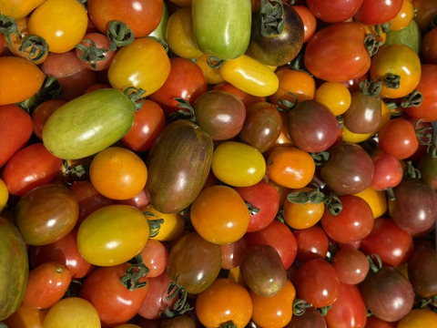 北海道産ミニトマト 有機JAS認証】北海道産 約20種🍅カラフルで希少なミニトマト🍅約3.4kg