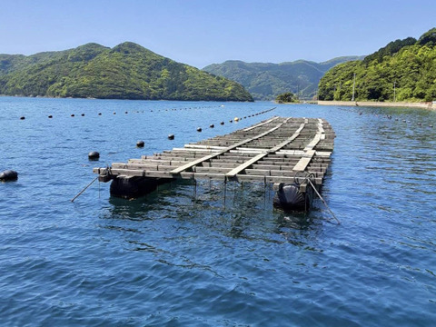 希少なLL～特大16個！ずっしり濃厚「五島列島」岩牡蠣　(生食用)