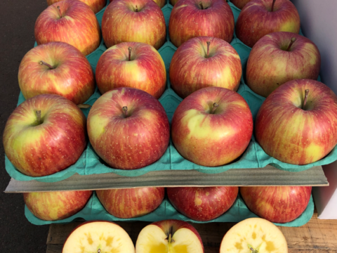 ★★新春セール★★🍎約１０キロ🍎レビュー数1900件突破！！葉とらずふじ【家庭用】２６玉～４３玉 青森りんご リンゴ 商品ID197581 大容量　訳あり