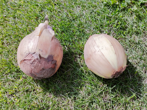 大豊作！玉ねぎ 約10kg 内容量約9.9キロ 埼玉県加須市 遠藤農園
