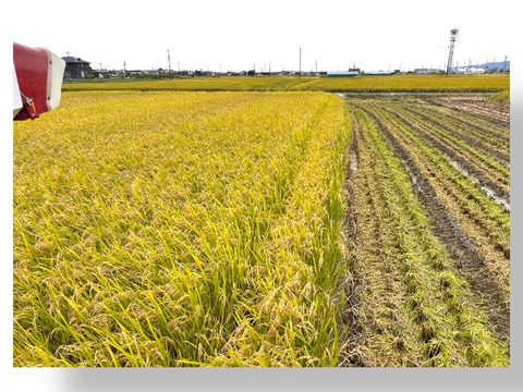 岐阜のお米！ ハツシモ 1等米 白米20Kg(令和7年産) ヘルシー米