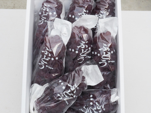 1箱【朝どれ】【贈答用】にも！！クール便発送★山形県産完熟ぶどう種なしデラウェア9房前後