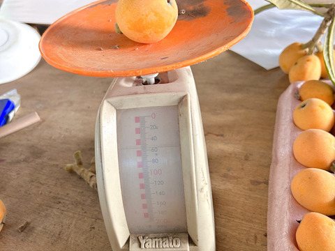 ビワ（ご家庭用）約1kg