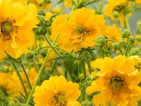 2個セット ゲウム ゲウム ゴールドボール  イングリッシュガーデン 花苗 多年草 宿根草