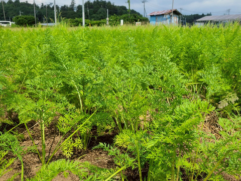 自然の甘みがぎゅっと詰まった！農薬不使用にんじん 10kg（農薬・化学肥料・除草剤・防虫剤不使用／家庭用サイズ）